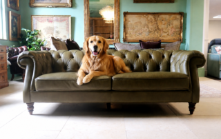 Dog sitting on a durable leather sofa